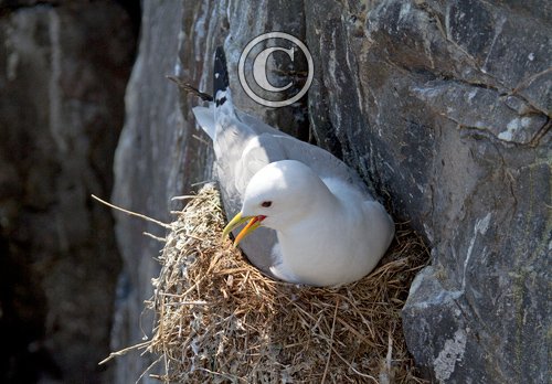 Nesting  Kiittiwake DM1506
